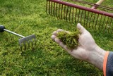 Wiosenna pielęgnacja trawnika: jak przygotować trawnik do sezonu?