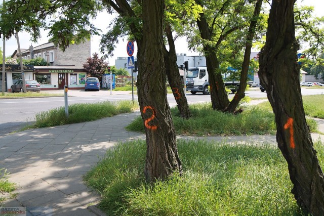 Mieszkańcy obawiają się, że drzewa przy skrzyżowaniu ul. Długiej i Wiejskiej pójdą pod topór.