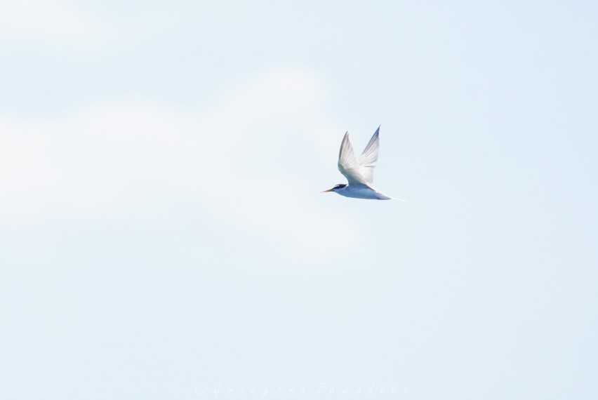 Wigierski Park Narodowy. Ornitolodzy policzyli ptaki nad Wigrami. Zobaczcie, jakich gatunków jest najwięcej [Zdjęcia]