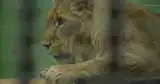 Międzynarodowy Dzień Lwa w płockim Ogrodzie Zoologicznym. Codziennie zjadają po 7 kilogramów mięsa