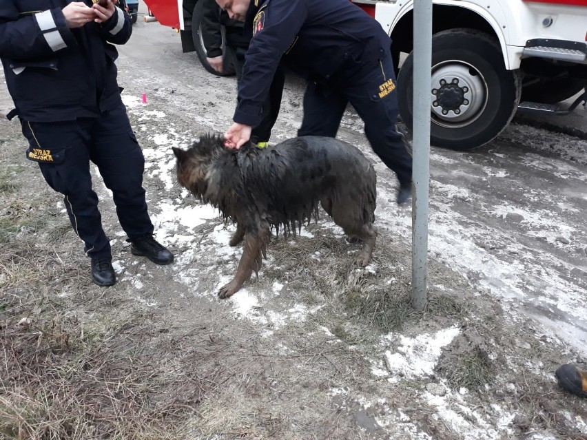 Strażacy uwolnili psa z dołu pełnego błota, wrócił do właściciela [zdjęcia]