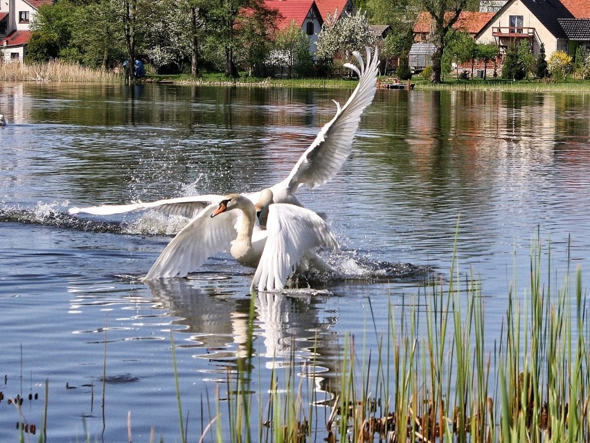 Łabędzie na jeziorze w Lubięcinie.