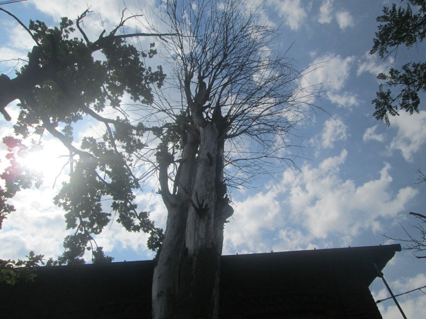 Wysokie, stare drzewa zagrażają mieszkańcom Strzemieszyc