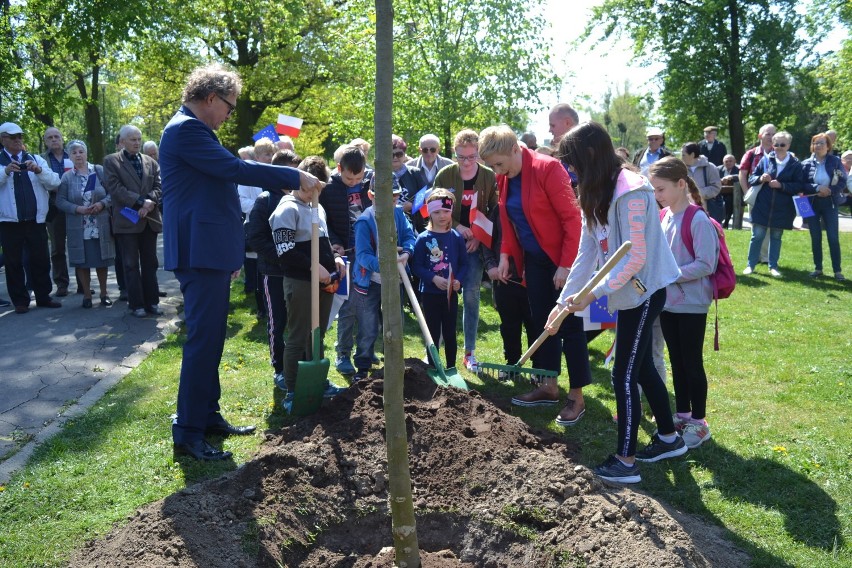 Zasadzili Platan Europejski w Parku Miejskim z okazji 15. rocznicy wstąpienia Polski do Unii Europejskiej