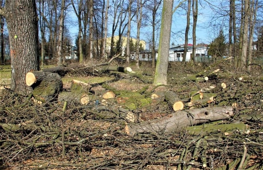 Wycinka drzew to pierwszy etap odnowy parku