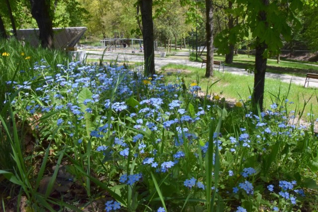 Park Miejski w Starachowicach w wiosennej odsłonie prezentuje się znakomicie