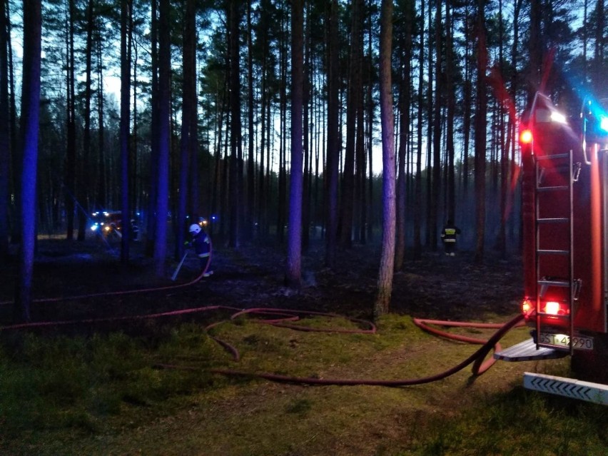 Pożar lasu w gm. Kaliska