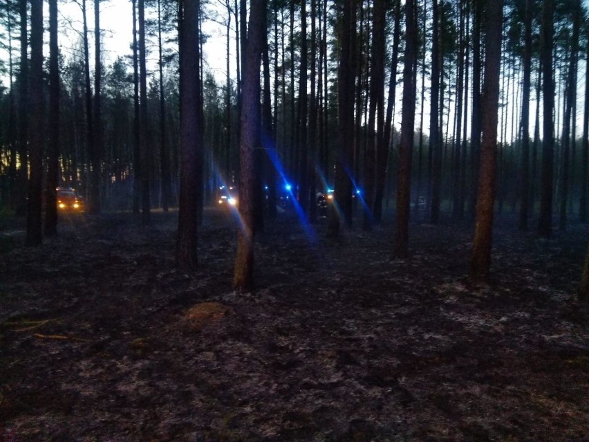 Pożar lasu w gm. Kaliska