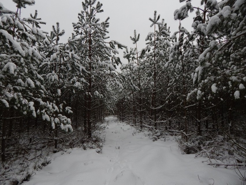 Trudne warunki drogowe w regionie i zimowa sceneria w Orzechowie [ZDJĘCIA]