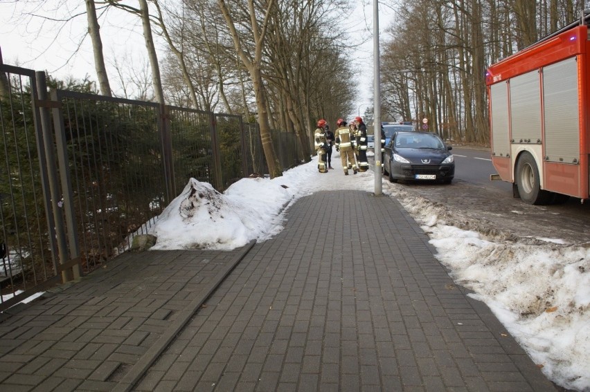 Sarna zaklinowała się w ogrodzeniu cmentarza w Słupsku. Pomogli strażacy [ZDJĘCIA]