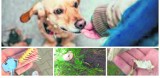 KONTROWERSJE: Kawałki kiełbasy z gwoździami i inne dziwne specjały dla psów na osiedlach w Krotoszynie