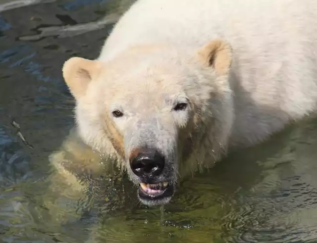 Niedźwiedzie polarne Aleut i Gregor