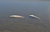 Tarnów: martwe ryby w Białej padły z upałów i burzy