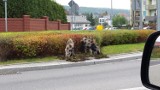 Dziki w Wejherowie. Dwa łaciate dziki pojawiły się na rondzie przy ulicy Necla