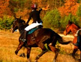 Szczecin: Galop koni w pogoni za lisią kitą [zdjęcia]