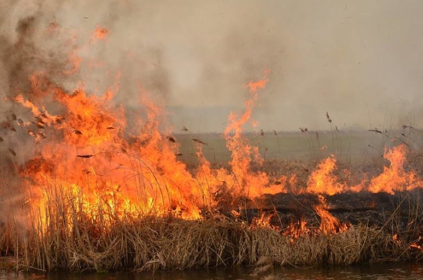 Biebrzański Park Narodowy płonie. Spłonęło już 2 tysiące hektarów łąk i lasów (zdjęcia, wideo)