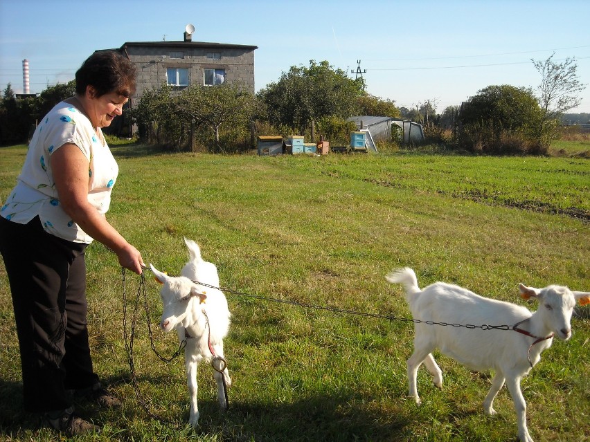 Pani Krystyna z Gostyni hoduje kozy przy ul. Kłosa można kupić świeże mleko i sery -to już rzadkość