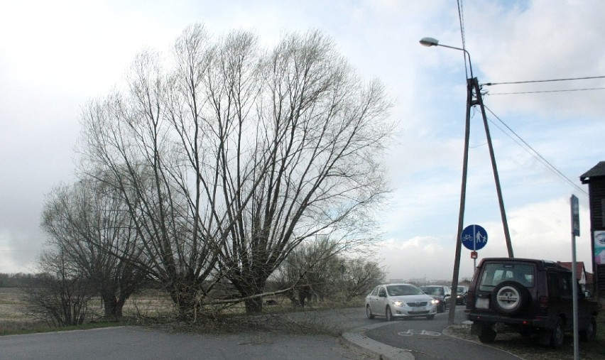 Złotoria: Przewrócone drzewo zablokowało drogę [ZDJĘCIA]