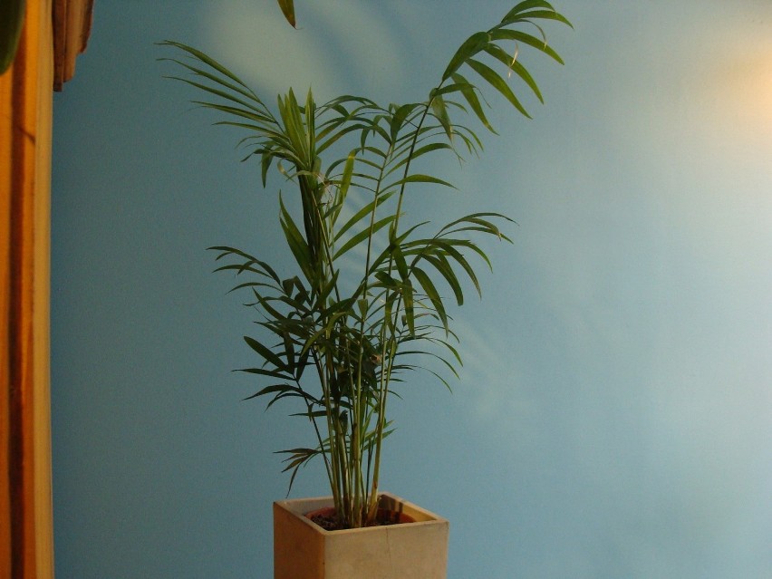 Ta popularna ostatnio i ładna palma również może rosnąć w...