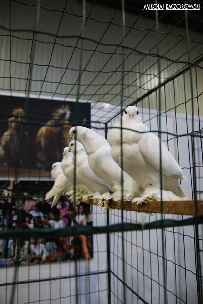 Wystawa gołębi rasowych, zwierząt futerkowych i drobiu ozdobnego