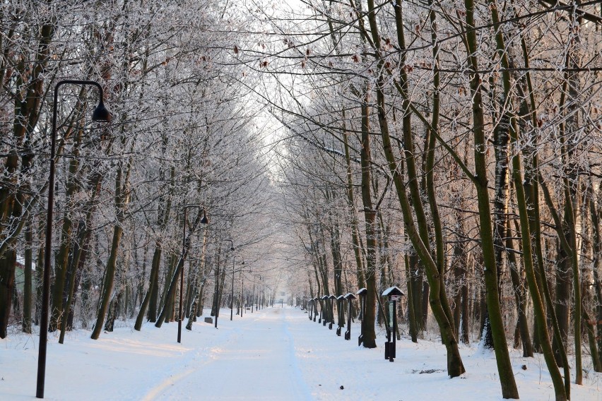Zima 2021 w Wieluniu. Lasek i ogród botaniczny w śnieżnej otulinie ZDJĘCIA