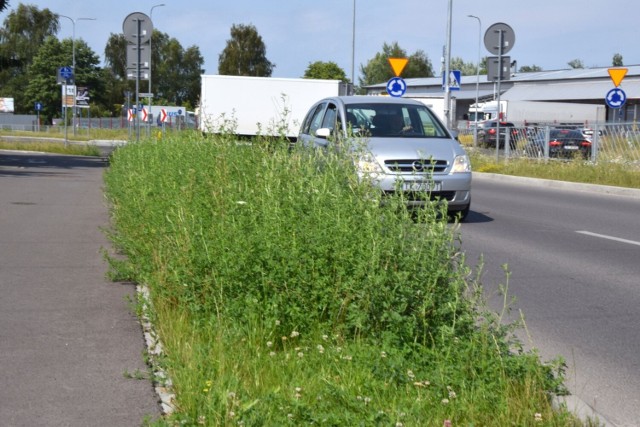 Ulica Witosa w Kielcach jest zarośnięta chwastami i nie skoszoną trawą, co stwarza zagrożenie dla pieszych i kierowców. 

Zobacz kolejne zdjęcia