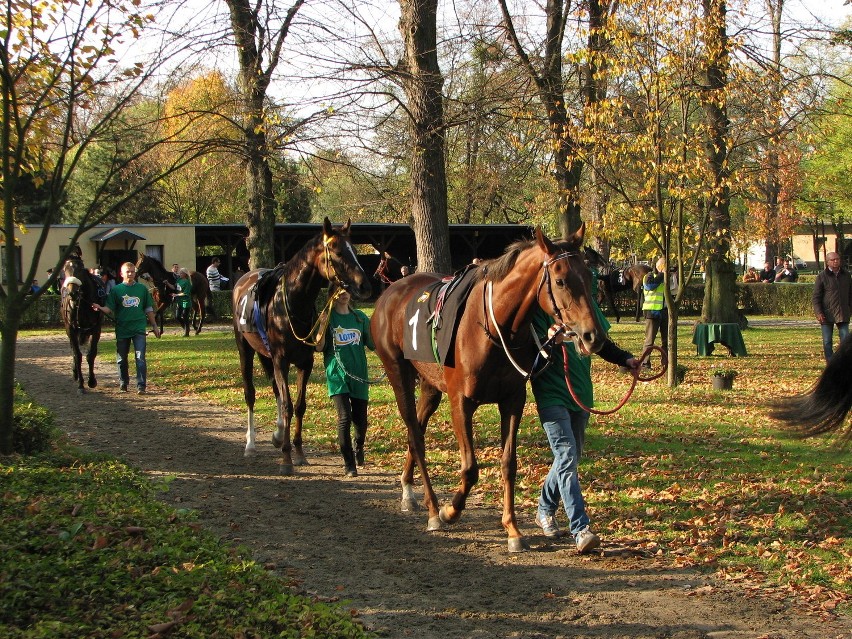 Tłumy na wrocławskim torze wyścigów konnych Partynice (ZDJĘCIA)