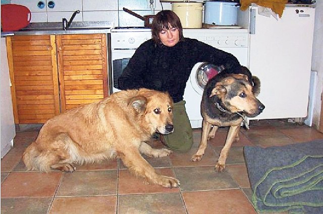 Zgierski magistrat nie ma umowy podpisanej ze schroniskiem fundacji Medor w Zgierzu na odbiór psów odłowionych przez służby komunalne.