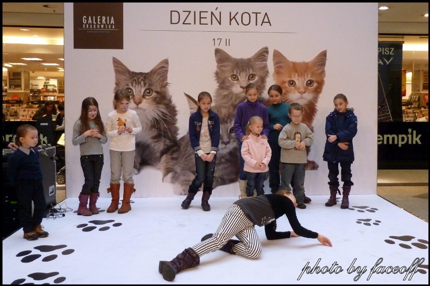Koty opanowały Galerię Krakowską [zdjęcia]