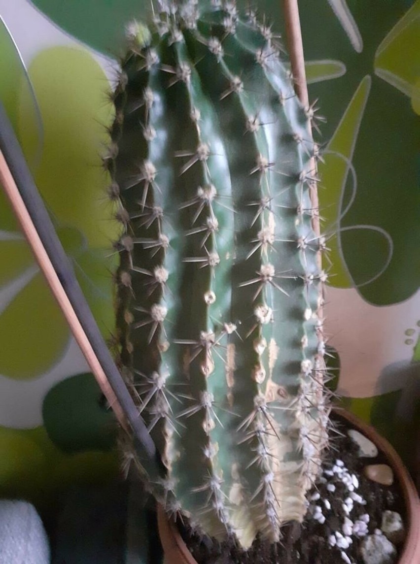 Takich kaktusów jeszcze nie widziałeś. Niesamowita kolekcja bytowskiego maratończyka (zdjęcia)