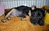 Szczeniaki do adopcji w schronisku dla bezdomnych zwierząt w Piotrkowie ZDJĘCIA