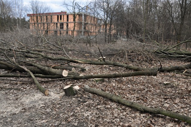 Las Borkowski jest już nadgryzany przez deweloperów. Wycięty został hektar przy ulicy Karabuły oraz setki drzew pomiędzy ulicami Żywiecka i Jagodową