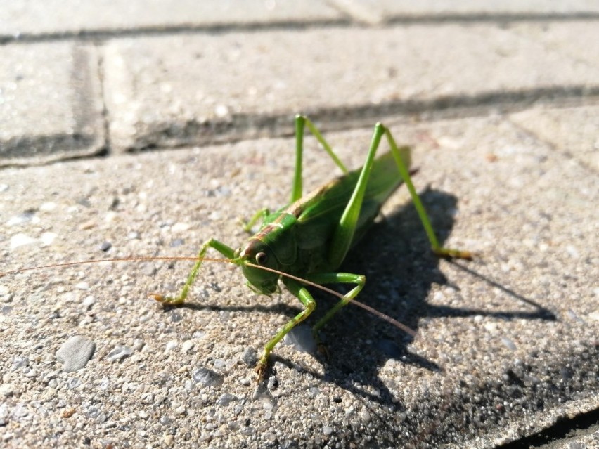 Okazy, które udało nam się sfotografować miały znacznie...