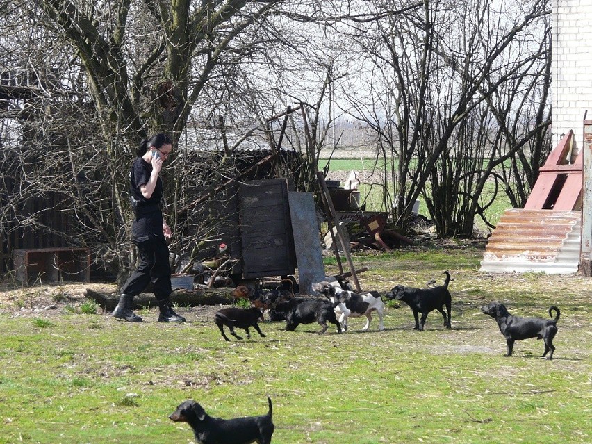 W gospodarstwie pod Wieluniem znaleziono 36 zabiedzonych psów