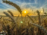 Cena pszenicy i innych zbóż 2023. Ile kosztuje tona ziarna? Takie stawki płaci się za zboża konsumpcyjne i paszowe