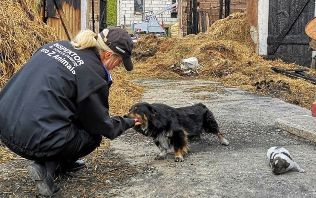 Animalsi pomagają zwierzętom, które są głodzone, bite, przetrzymywane bez schronienia