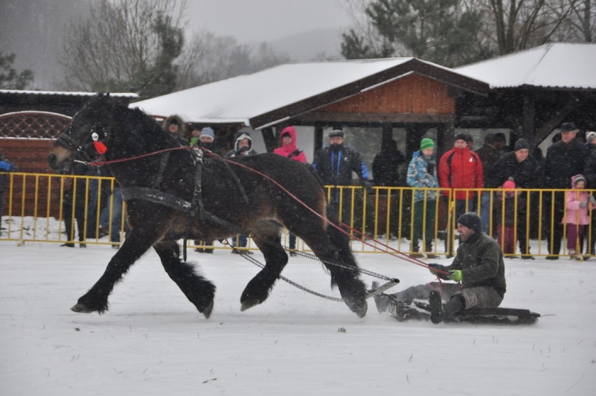 Kaszebsko Szlópa 2014, czyli Mistrzostwa Kaszub w Powożeniu...