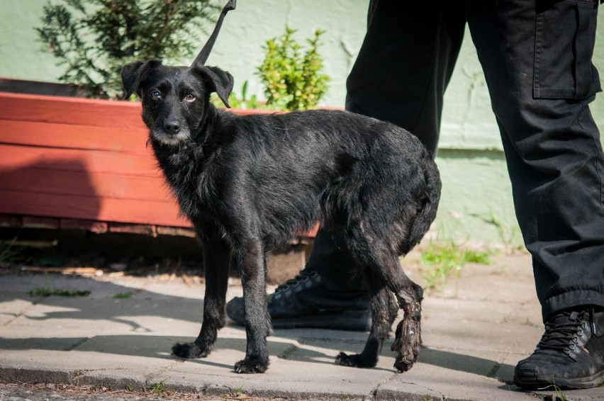 Tristan – pies ze zmiażdżoną łapką, dziś przejdzie operację. Znaleziono go w środę w Koźlinach. Rozpoznajesz? [ZDJĘCIA]