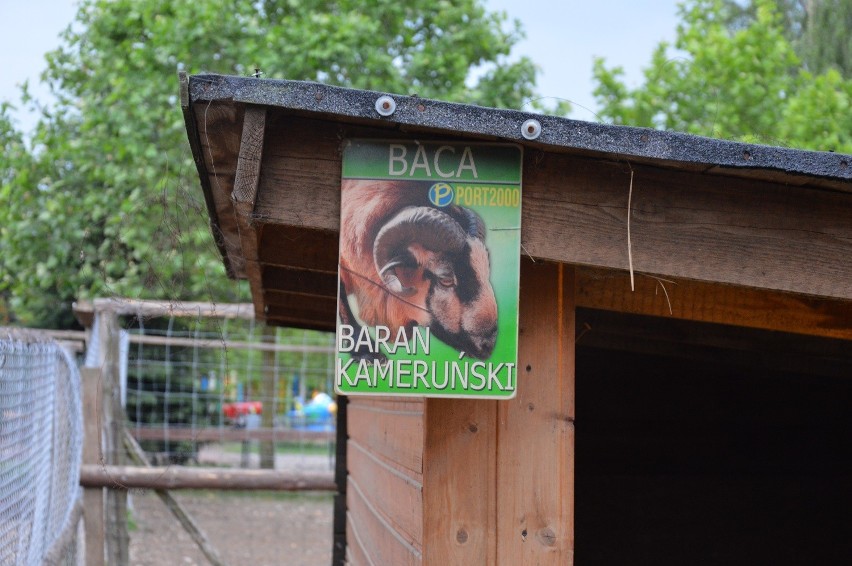 W mini Zoo w Mostkach na odwiedzających czeka kilkanaście...