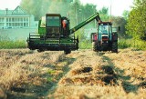 Pomorze. Wysokie ceny zbóż w skupach - podrożeją chleb, mąka i makaron