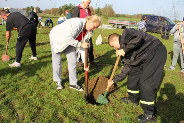 Na boisku w Złotniku posadzono 83 drzewa miododajne.