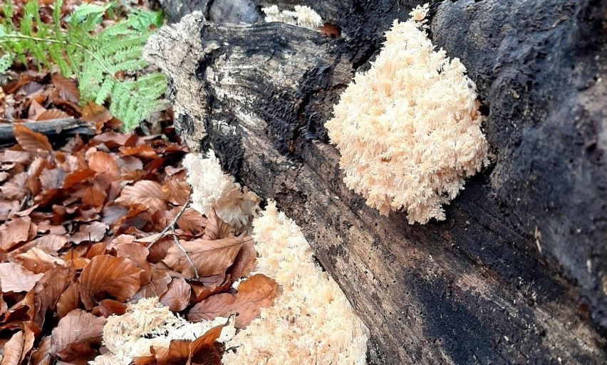 Przedziwny grzyb na szlaku w Bieszczadach. Lwia grzywa, czyli soplówka jeżowata zachwyca turystów