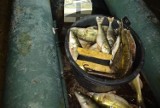 W Pakości nielegalnie złowili ponad 60 kg ryb. Stracili połów, sprzęt i grozi im więzienie [zdjęcia] 