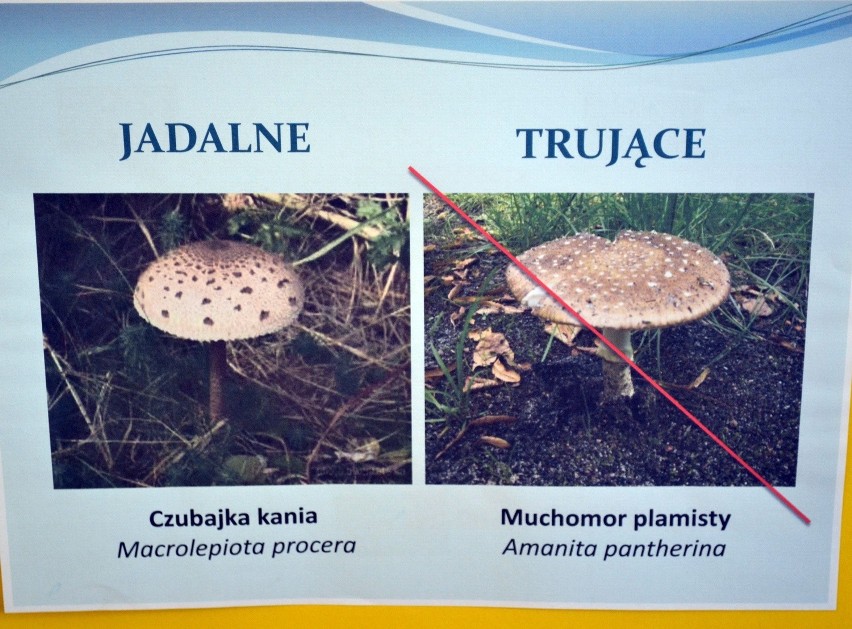 Jadalna Czubajka Kania, a trujący Muchomor...