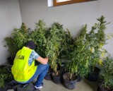 Narkotyki w Podlaskiem. 19 kilogramów marihuany i plantacja konopi na polu kukurydzy. 45-latek z zarzutami
