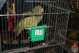 Dwóch braci próbowało sprzedać chroniony gatunek papugi na portalu aukcyjnym