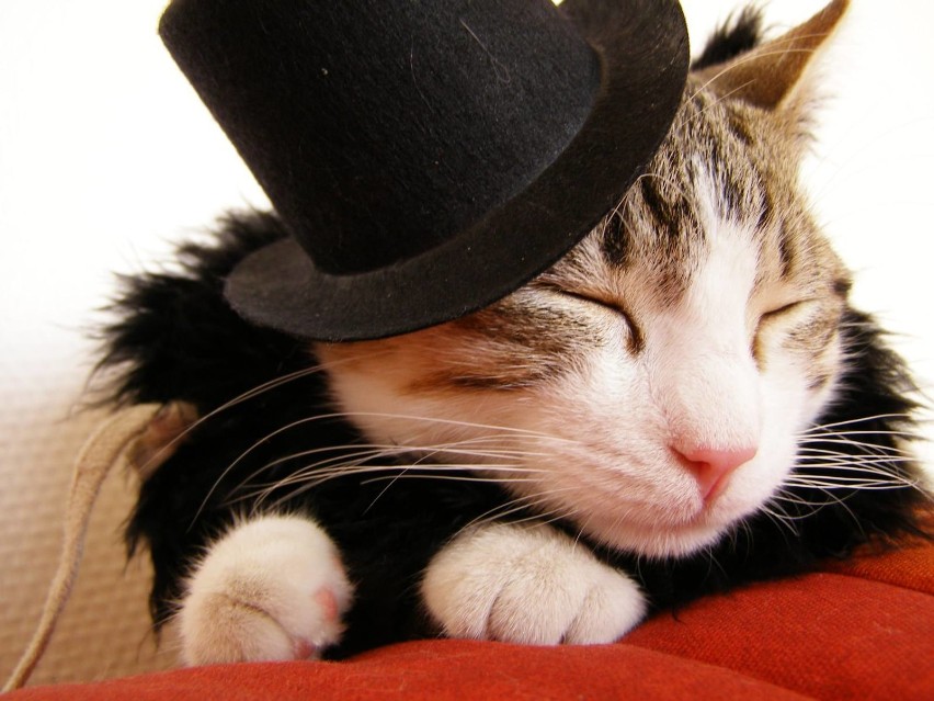 Koty w kapeluszach - fanpage dedykowany w całości dziwnemu...