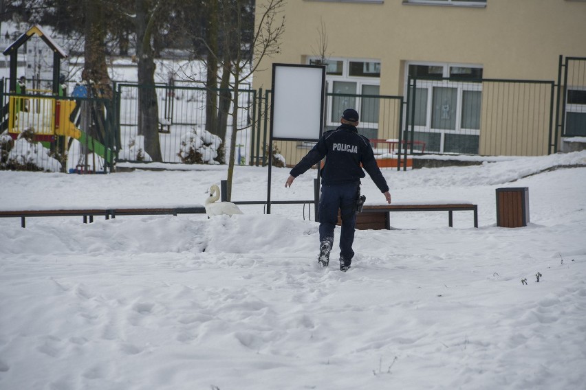 Łabędź kroczył ruchliwą ulicą w centrum Buska. Do akcji wkroczyła policja 