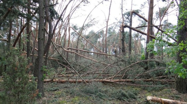 Poważnie ranny 58-latek trafiony konarem