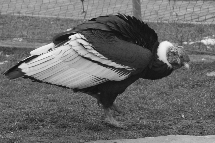 W śląskim zoo nie zobaczymy już kondora wielkiego. Baltazar,...